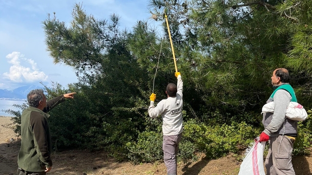 Marmaris'te çam kese böceğine karşı  'mekanik ve biyolojik yöntemlerle mücadele' sürüyor
