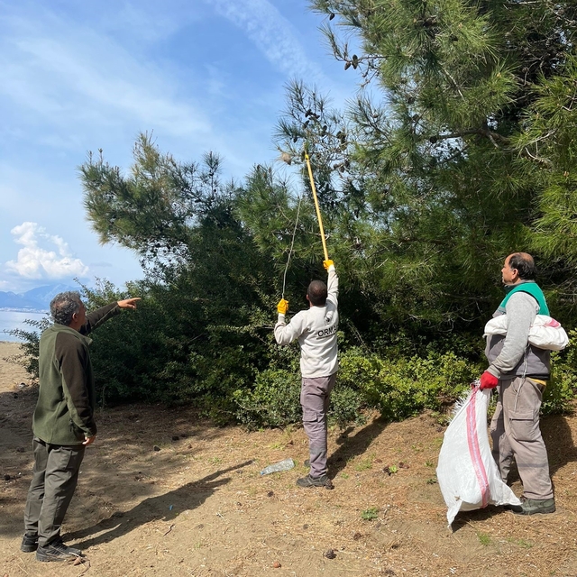 Marmaris'te çam kese böceğine karşı  'mekanik ve biyolojik yöntemlerle müca...