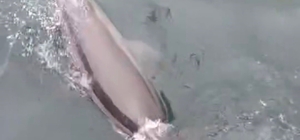 Bandırma Limanı’nda yunus avlanırken görüntülendi