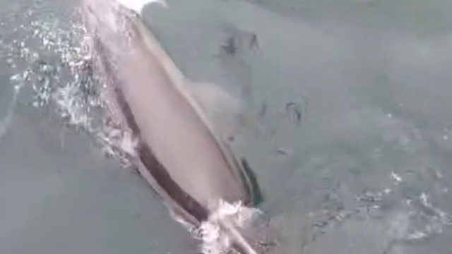 Bandırma Limanı'nda yunus avlanırken görüntülendi