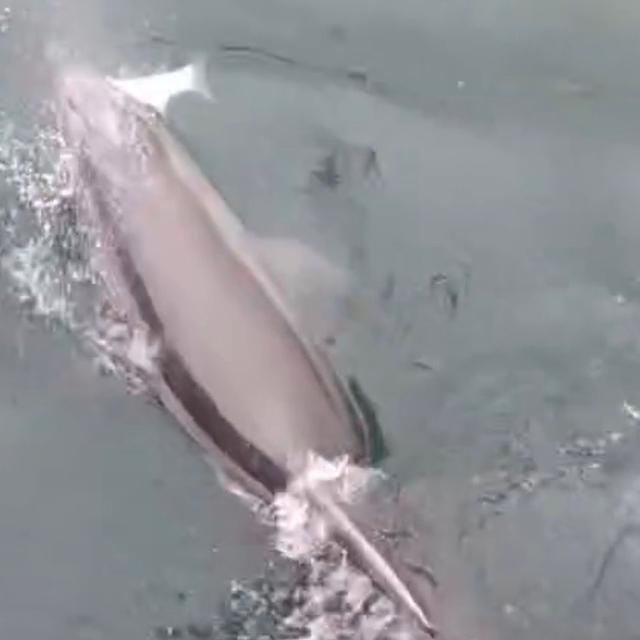 Bandırma Limanı'nda yunus avlanırken görüntülendi