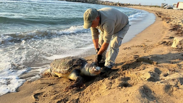 Kuşadası'nda aynı gün 3 deniz kaplumbağası ölü bulundu