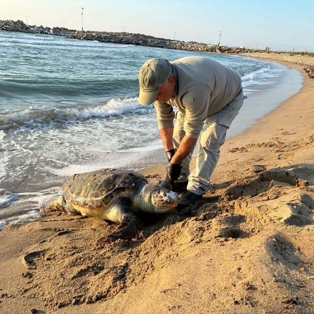 Kuşadası'nda aynı gün 3 deniz kaplumbağası ölü bulundu