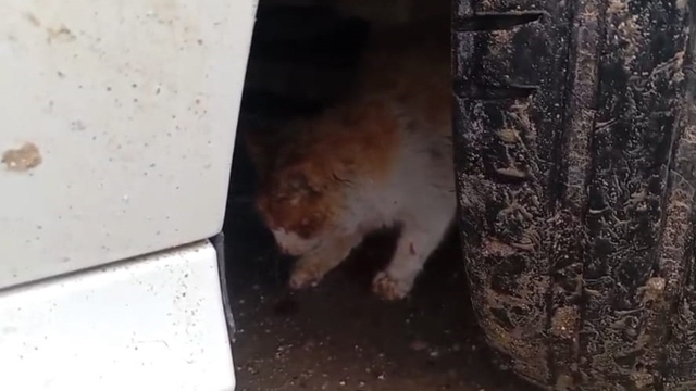 Batman'da aracın motoruna sıkışan kedi kurtarıldı