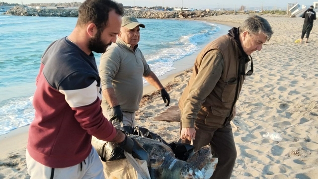 Kuşadası'nda 2 yeşil deniz kaplumbağası ve 1 caretta caretta ölü bulundu
