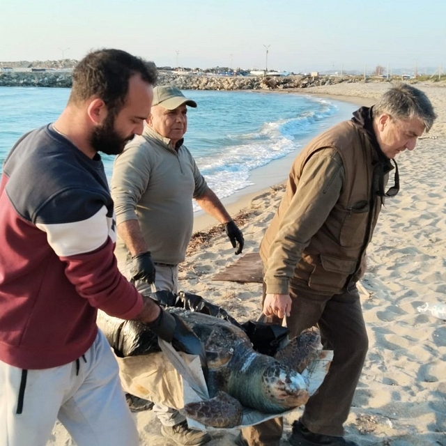 Kuşadası'nda 2 yeşil deniz kaplumbağası ve 1 caretta caretta ölü bulundu