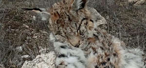 Doğada nadir görülen vaşak ölü bulundu