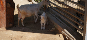 Mini hayvanat bahçesinde yavru sevinci