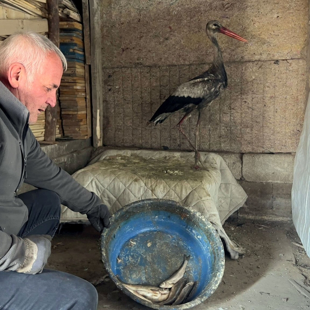 Donmak üzereyken bulduğu leyleği, 2,5 aylık bakım sonrası doğaya bıraktı