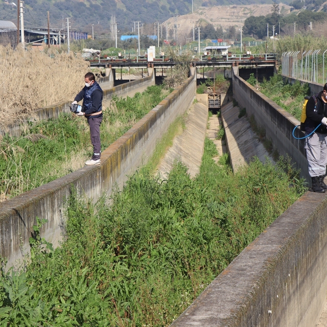 Nazilli Belediyesi sivrisinek ve haşereyle mücadeleye kesintisiz devam ediy...