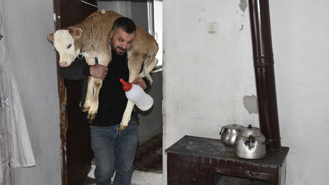 Hasta buzağıyı biberonla besliyorlar