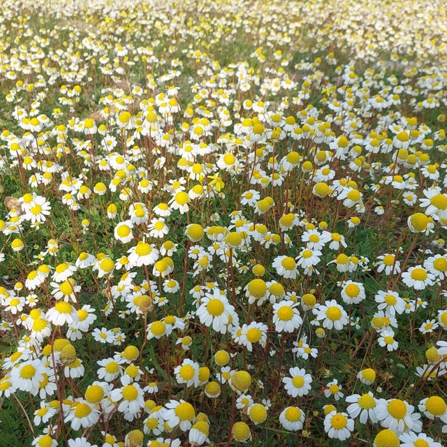 Dağlar çiçek açtı, arıcılar umutlandı