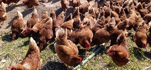 Ev kiraları şehirden kaçırdı, köyde "gezen tavuk" çiftliği kurdu Manisa'da kiraların artmasıyla köyüne dönen genç girişimci, günlük yüzlerce yumurta üretmeye başlayarak kendi işinin patronu oldu