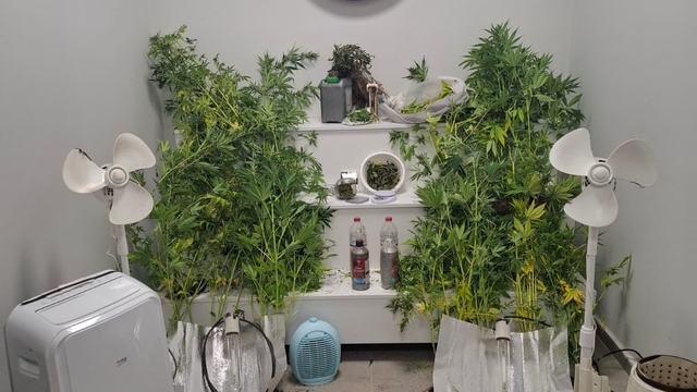 Yalova'da saklandığı evde uyuşturucu yetiştiren hükümlü yakalandı