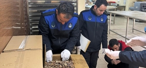 Haliliye'de 180 kilogram küflenmiş ceviz ele geçirildi