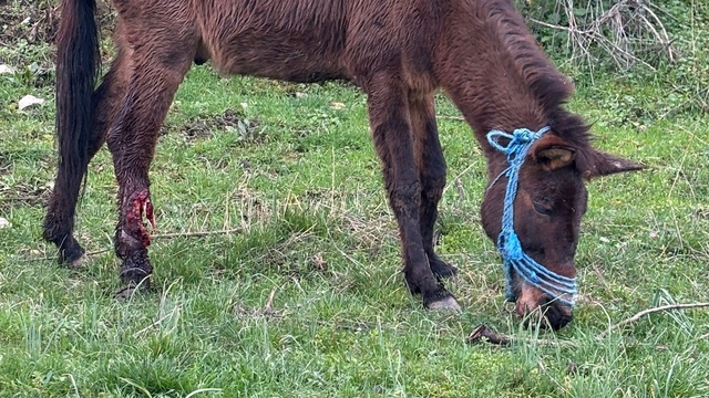 Ayağı kırılan katır, ötenazi düşünülürken ampütasyon ile yaşama tutundu