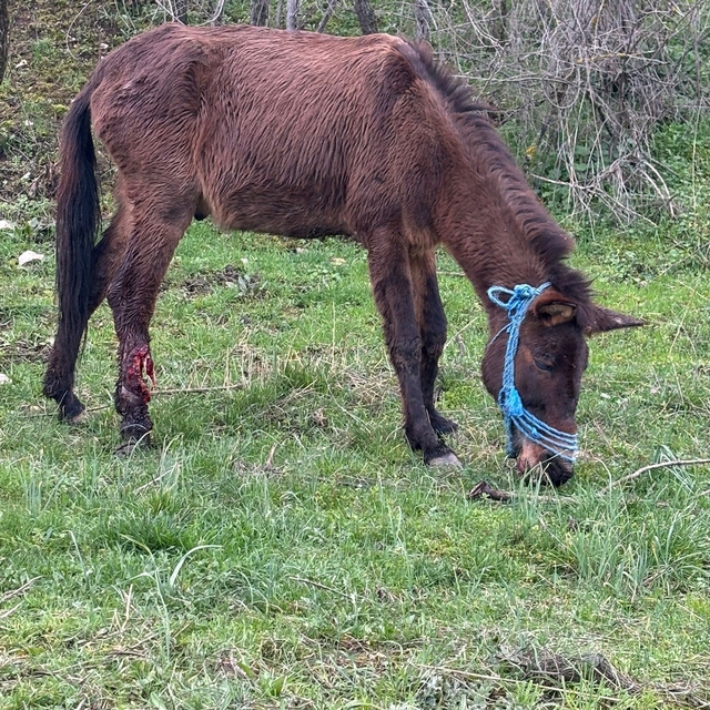 Ayağı kırılan katır, ötenazi düşünülürken ampütasyon ile yaşama tutundu