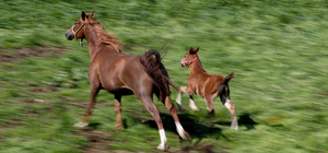 Bursa'daki TİGEM harasında şampiyon adayı taylar dünyaya gözlerini açıyor