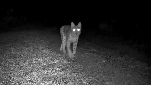 Karabük'te vaşak fotokapanla görüntülendi