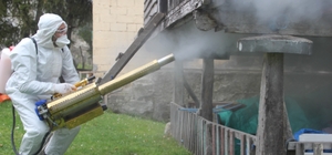 Ordu'da kahverengi kokarca ile kışlak mücadelesi: 330 bin noktadan 190 bini...