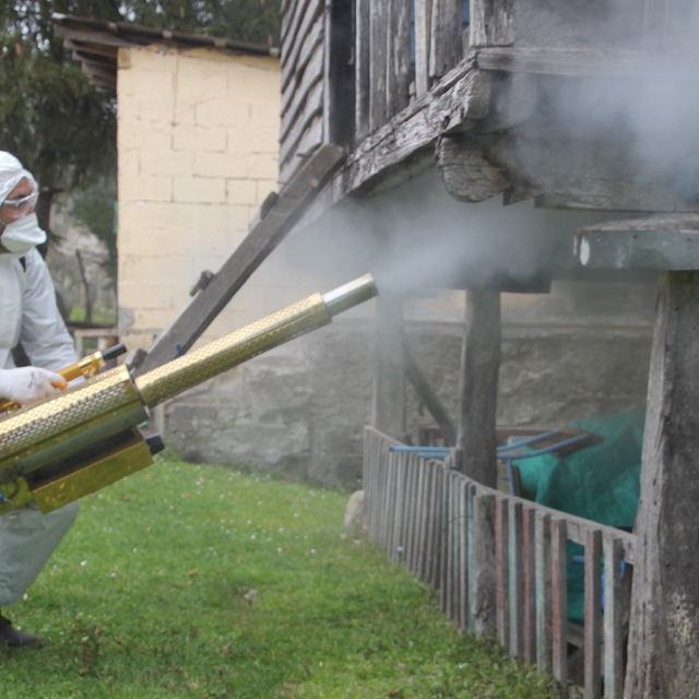 Ordu'da kahverengi kokarca ile kışlak mücadelesi: 330 bin noktadan 190 bini...