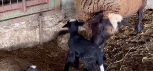 Edirne’de koyun dördüz yavruladı
