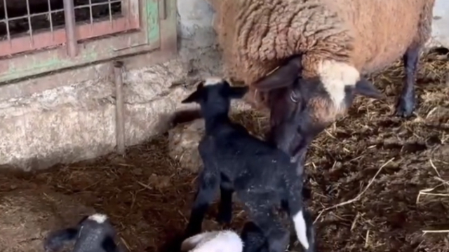 Edirne'de koyun dördüz yavruladı