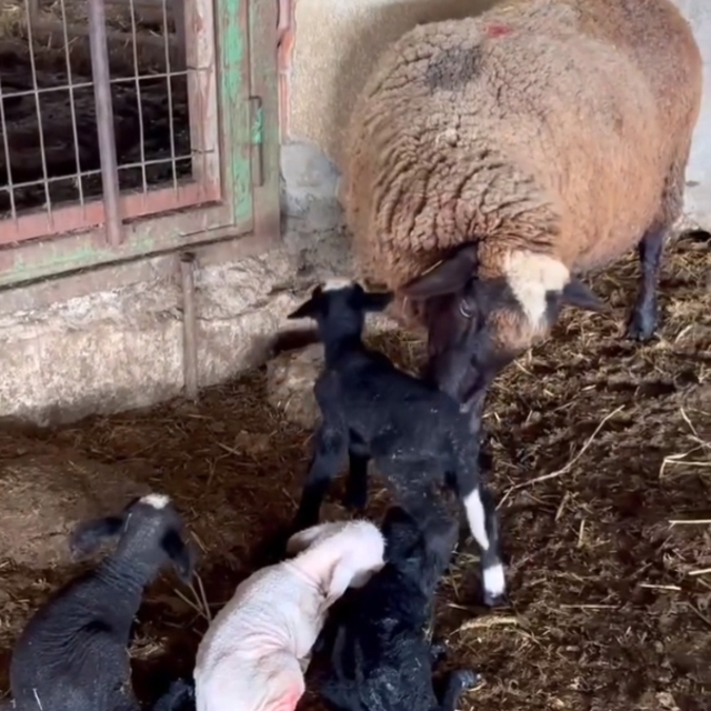 Edirne'de koyun dördüz yavruladı