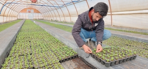 Şanlıurfa'da seralarda 400 bin yazlık çiçek üretiliyor