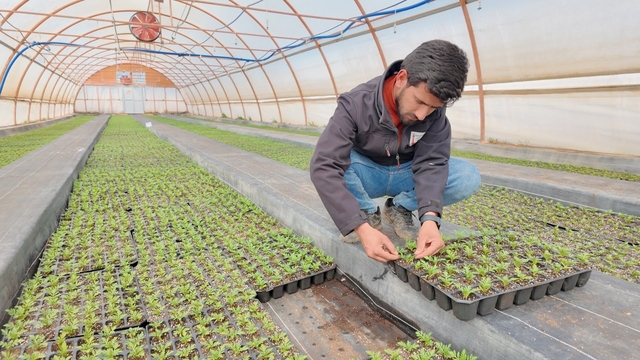 Şanlıurfa'da seralarda 400 bin yazlık çiçek üretiliyor