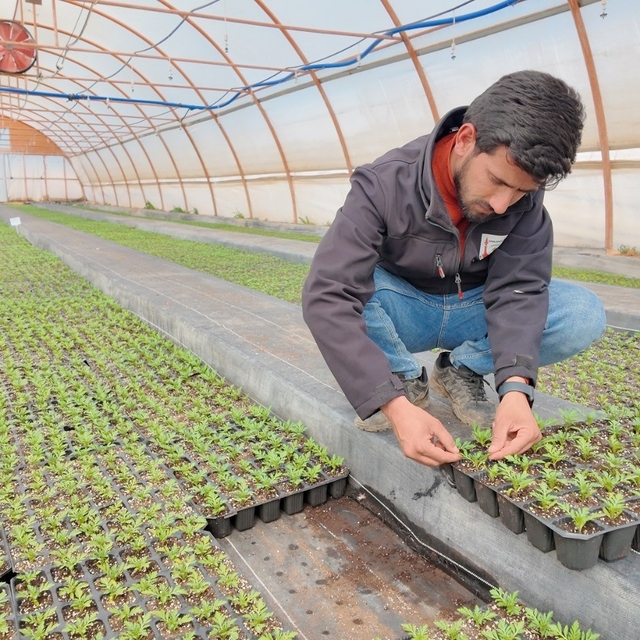 Şanlıurfa'da seralarda 400 bin yazlık çiçek üretiliyor