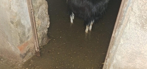 Bingöl’de sağanak su baskınlarına neden oldu; ahırda mahsur kalan keçiler kurtarıldı