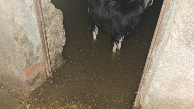 Bingöl'de sağanak su baskınlarına neden oldu; ahırda mahsur kalan keçiler kurtarıldı