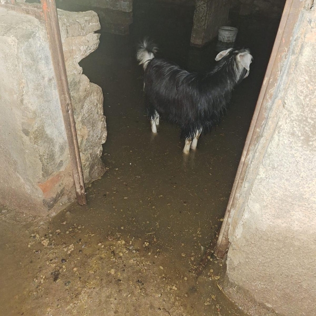 Bingöl'de sağanak su baskınlarına neden oldu; ahırda mahsur kalan keçiler k...