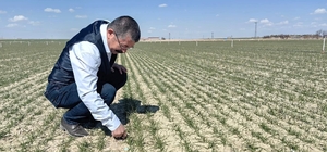 Karapınar’da hububat ekili alanlarda gelişim iyi