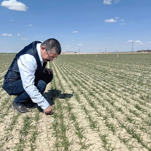 Karapınar'da hububat ekili alanlarda gelişim iyi