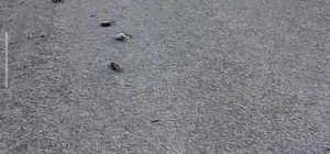 Kastamonu'da onlarca kuş yolda telef olmuş halde bulundu
