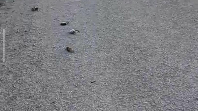 Kastamonu'da onlarca kuş yolda telef olmuş halde bulundu