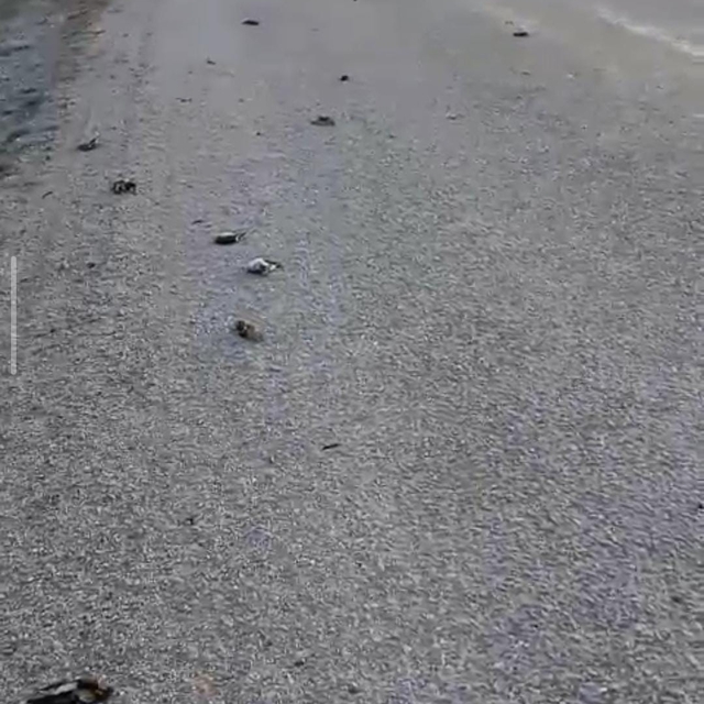 Kastamonu'da onlarca kuş yolda telef olmuş halde bulundu