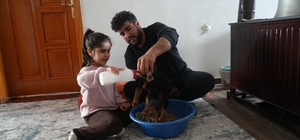 Muş’ta yeni doğan oğlaklara özenli bakım