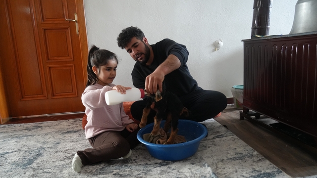 Muş'ta yeni doğan oğlaklara özenli bakım