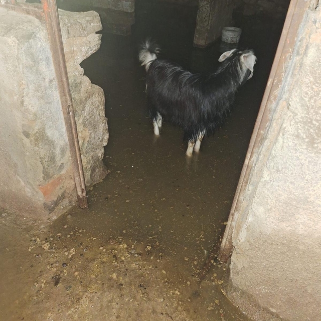 Sel ahırı bastı, 12 keçi ekipler tarafından kurtarıldı