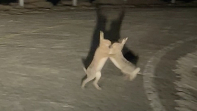 Anlaşamayan tavşanlar birbirine girdi
Kavga eden minik tavşanlar telefon kamerasına yansıdı