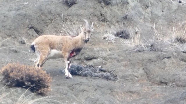 Yaralı dağ keçisini görüntüleyen aile hekimi: Tetiğe değil, deklanşöre basalım