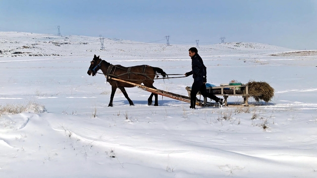 Zorlu kış şartlarında yaban hayvanları için atlı kızakla yem taşıdı