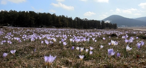 Yaylalar, baharın habercisi çiğdem çiçekleri ile renklendi