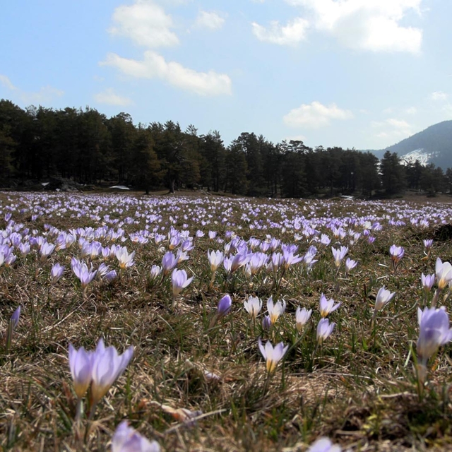 Yaylalar, baharın habercisi çiğdem çiçekleri ile renklendi