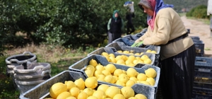 TÜİK'e göre limonda üretici fiyatları yıllık yüzde 410 yükseldi