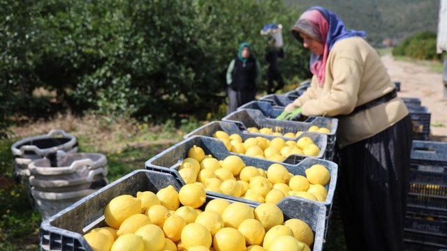 TÜİK'e göre limonda üretici fiyatları yıllık yüzde 410 yükseldi
