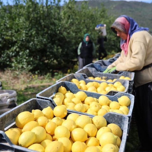 TÜİK'e göre limonda üretici fiyatları yıllık yüzde 410 yükseldi